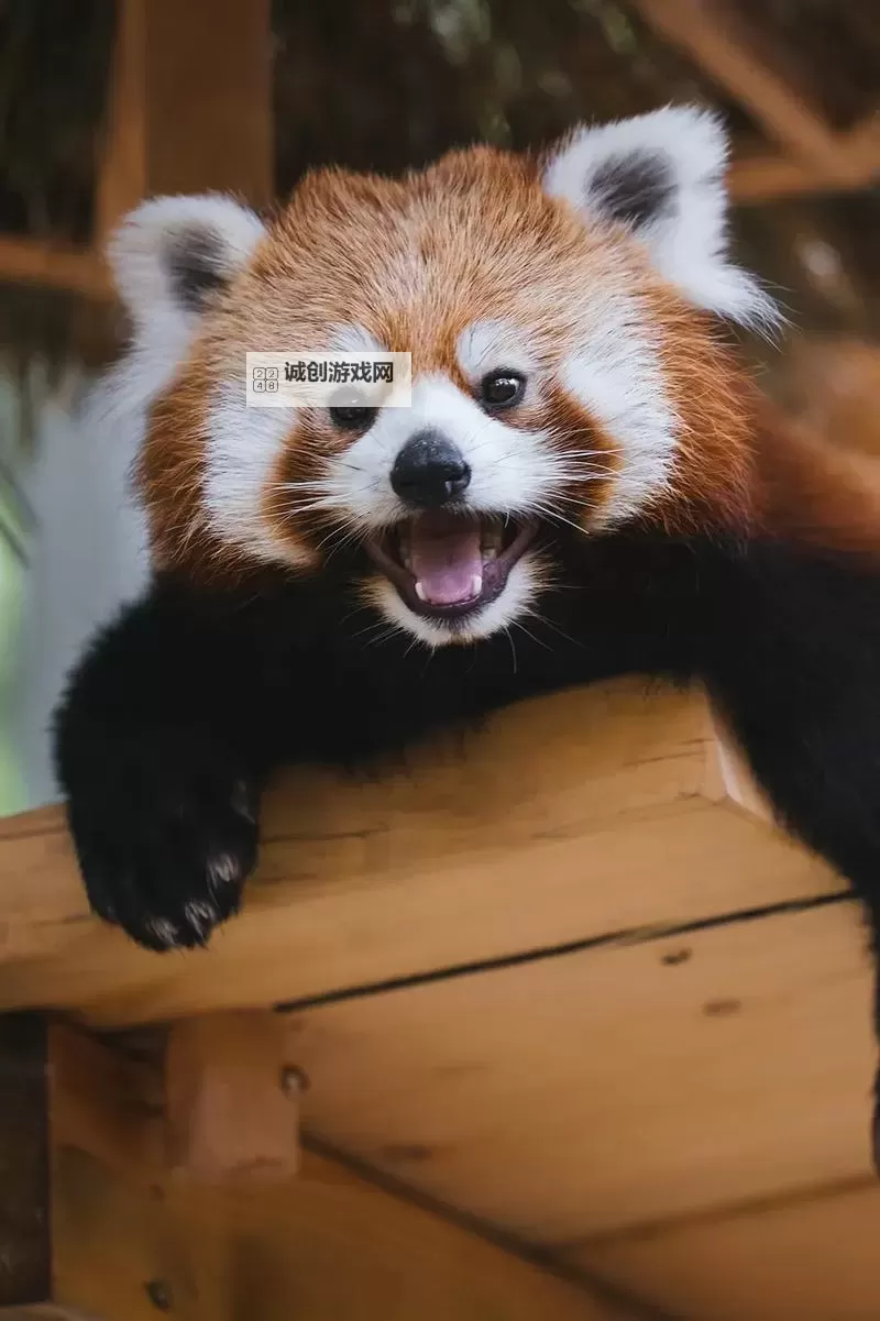 国产精品在线观看：享受9熟妇视频网站带来的极致体验图1