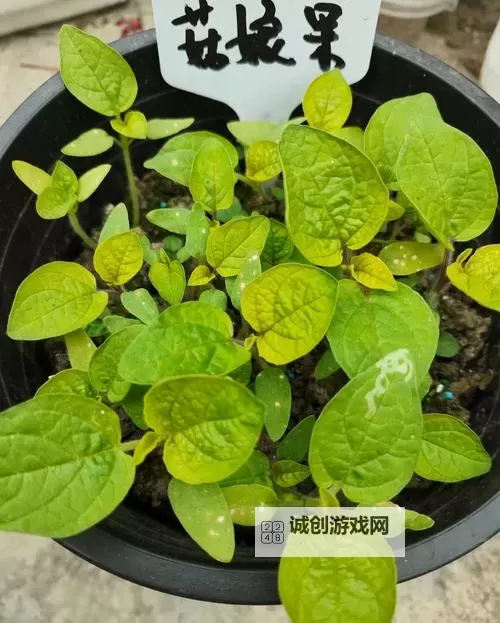 探寻自愈自愈第一产区：绿色成长的希望之源图1