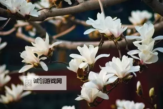 探索丰富的内容：エロンピ一スエロ天堂资源全面介绍图1