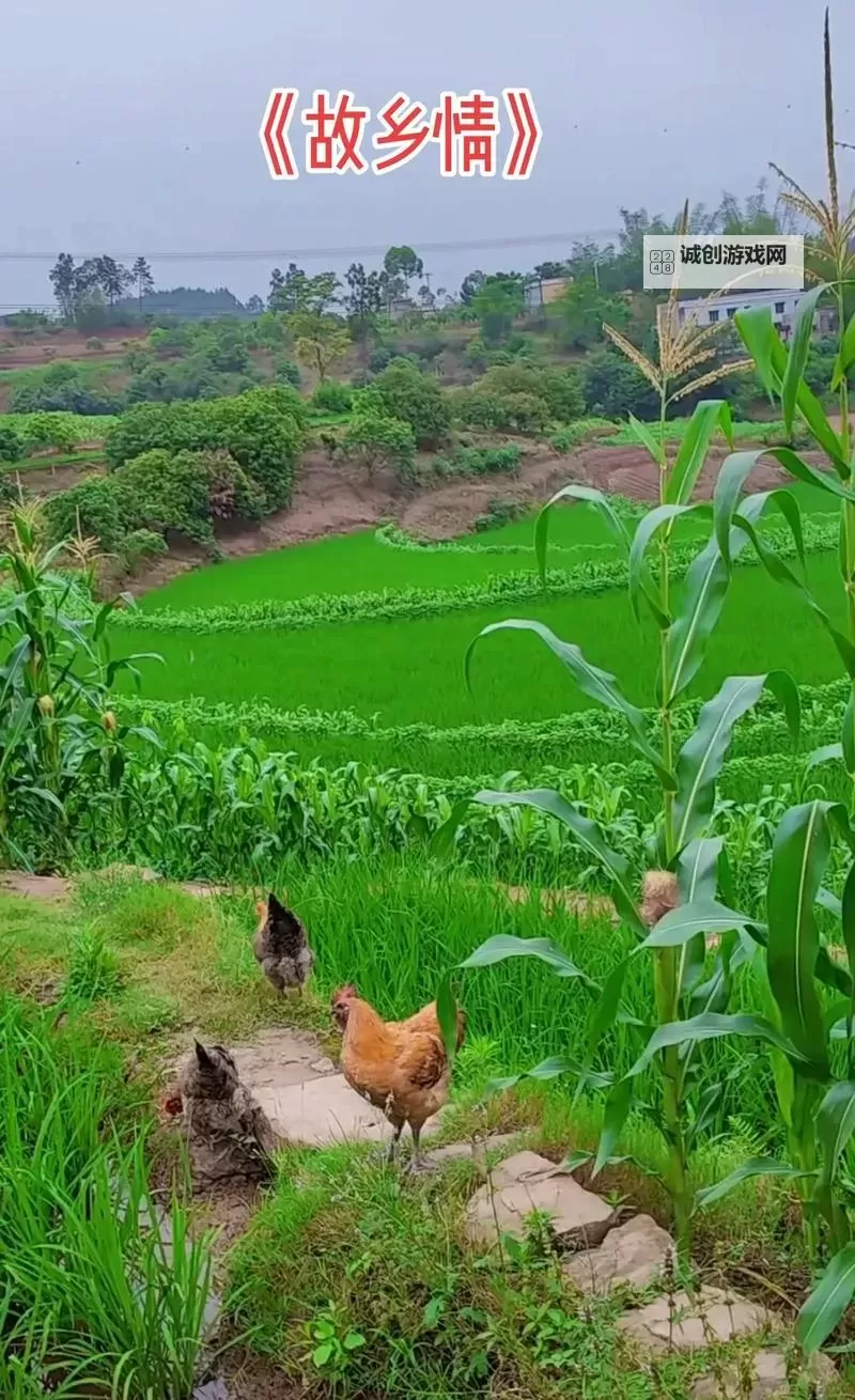 探索Chinese农村野外的自然风光与乡村生活奇观图1