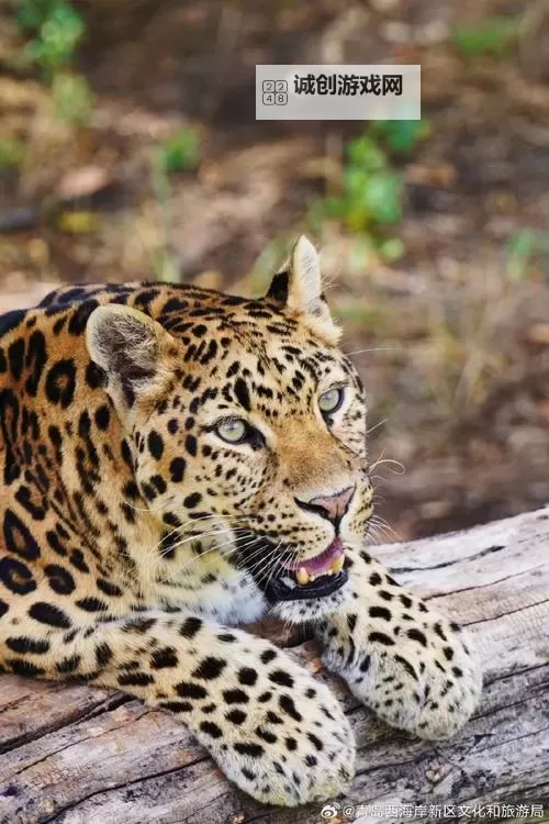 九阴真经客服电话人工服务指南:畅享专业咨询体验图1