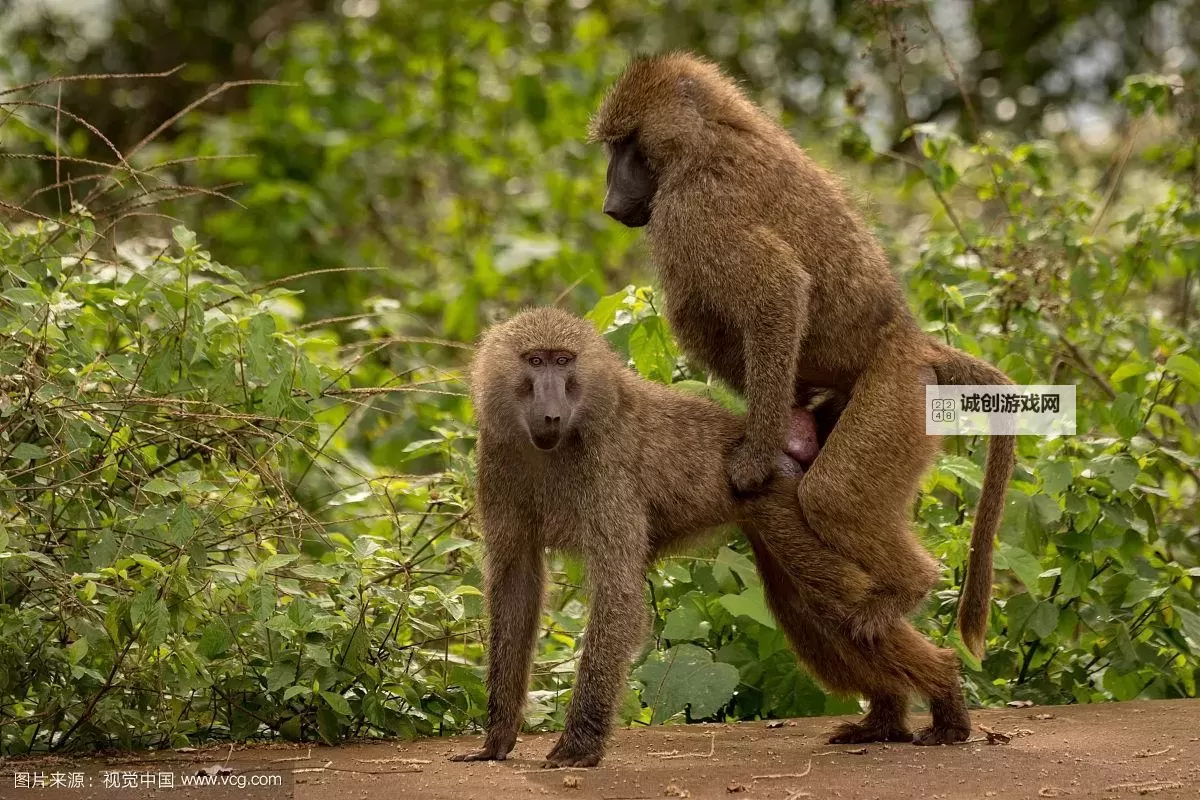 一男一女生共赏猴子免费大片精彩瞬间图1