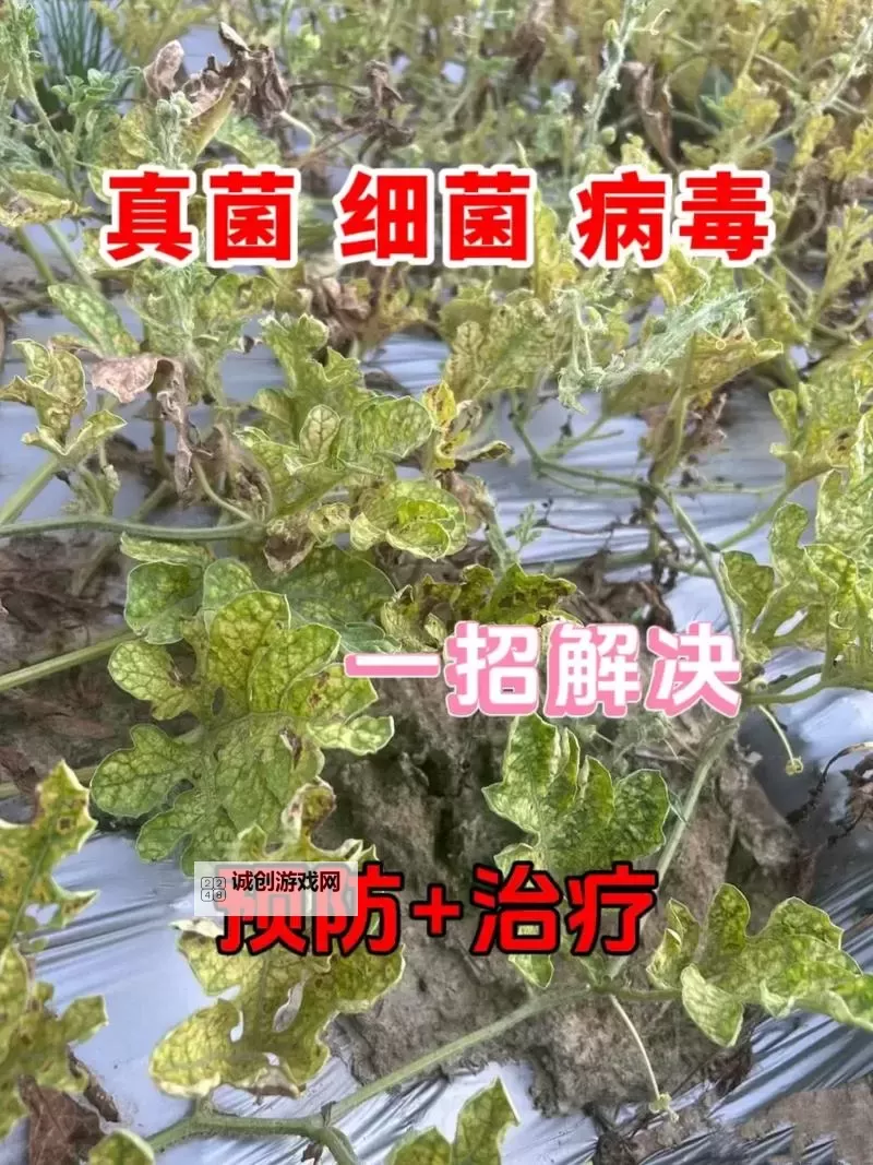 警惕西瓜病毒下载：对“大香蕉病毒下载”的全面解析与防护措施图1