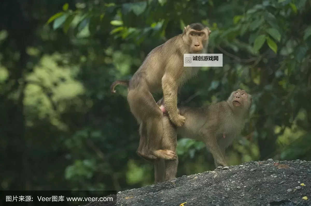 一男一女生共赏猴子免费大片精彩瞬间图2