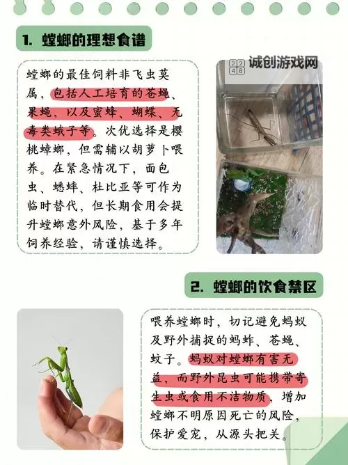 螳螂有什么吸血装出?揭秘其奇异的捕食技巧图1
