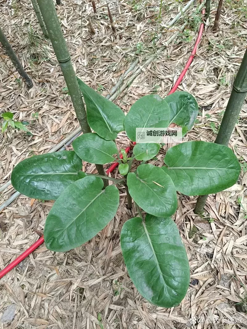 九阴真经奇珍异草活动盛大开启，探索绝世珍稀之秘图1