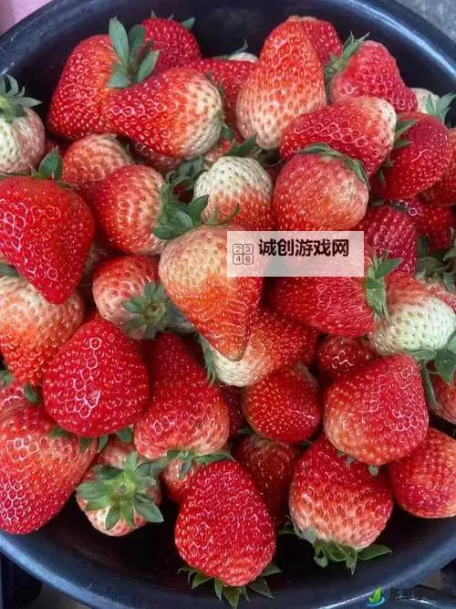 草莓视频福利直播：精彩内容不容错过的视觉盛宴图1