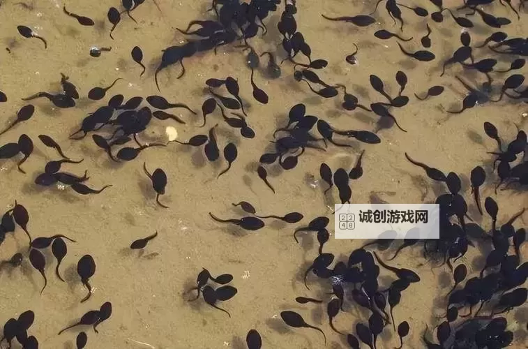 探索多彩世界:9色PORNY丨蝌蚪的奇幻冒险图1