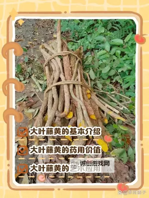 探索创新之美:国产九色藤的多彩魅力与发展前景图1