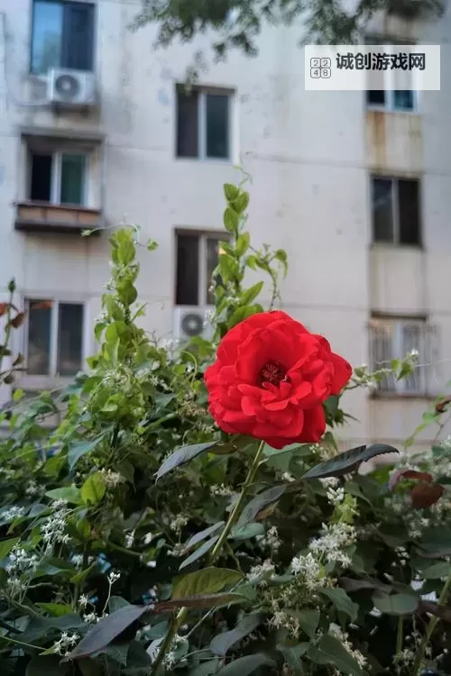 欧美另类高清69xxxooo:探索另类视觉的极致体验图1