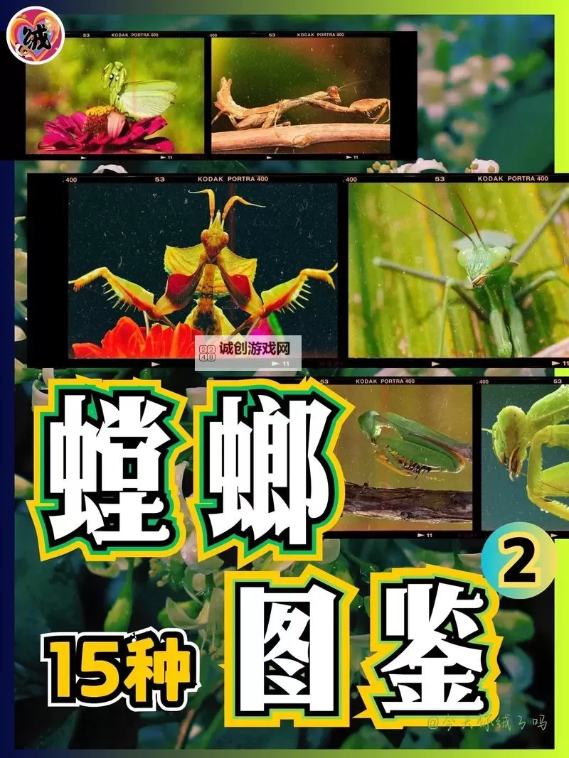 螳螂能进化几次？探索昆虫演变的奥秘图2