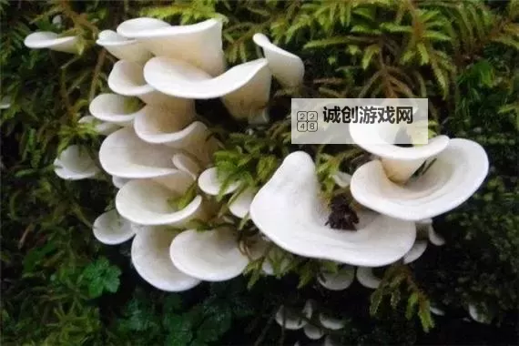 蘑菇午夜色多多:夜色中奇幻的菌菇世界图1