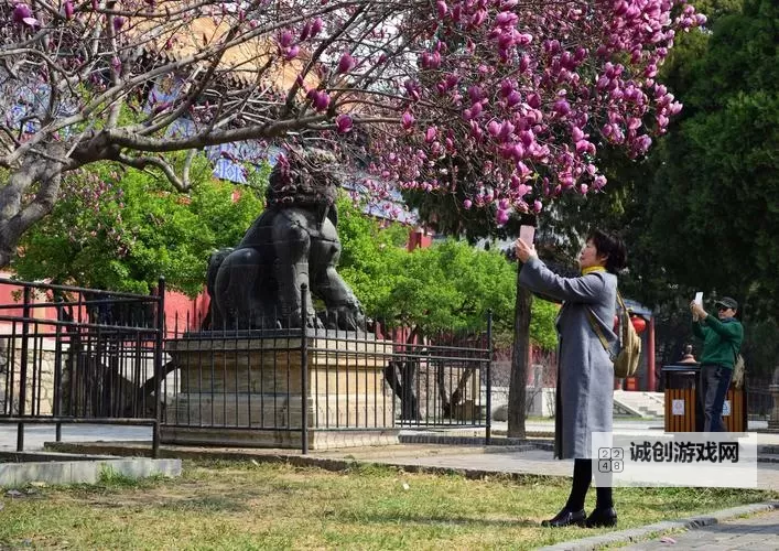 云樱蓝开奖,红开艳丽春图1