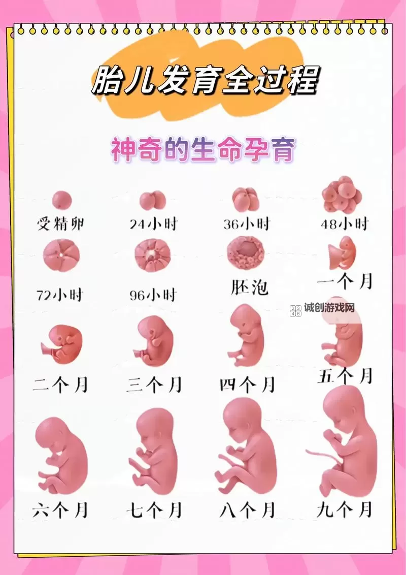 孕妇的BB好大:胎儿发育的惊人变化与孕期注意事项图1