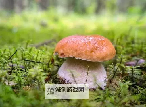探索奇幻世界：蘑菇午夜色多多的神秘魅力图1