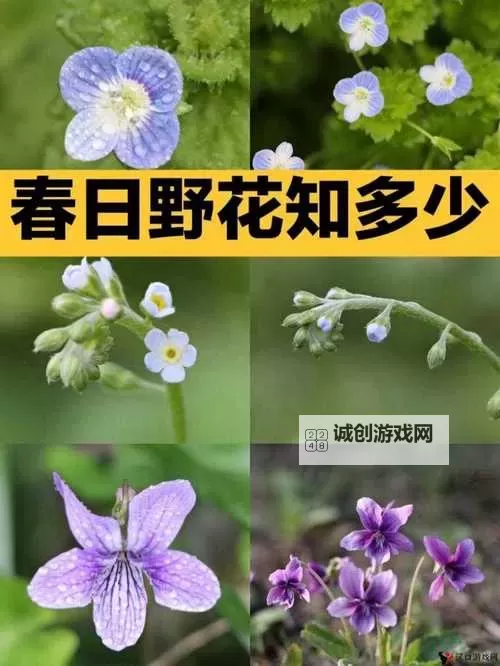 【野花日本中文免费高清】经典爱情电影推荐,感受纯粹之美图1