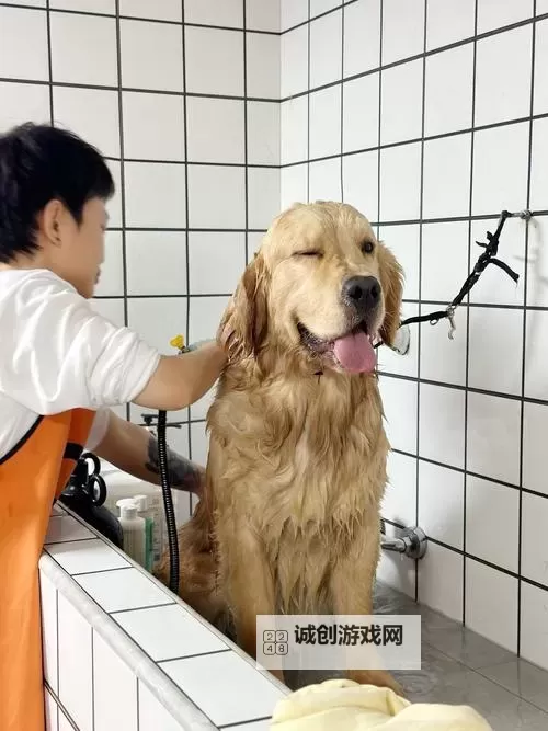 与自己养的金毛做了温馨瞬间：陪伴与幸福的点滴图1