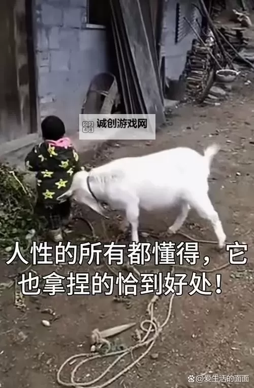 中年男女站在载羊货车旁要求放生：呼唤生命的尊重与善意图1