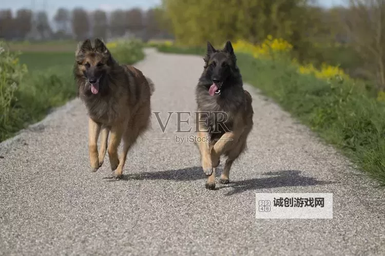 探索畜禽狗CROPROATION：现代养殖中的关键应用与未来趋势图1