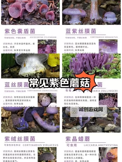 紫黑蘑菇横冲直撞：引发红肿与JH的神秘事件图1