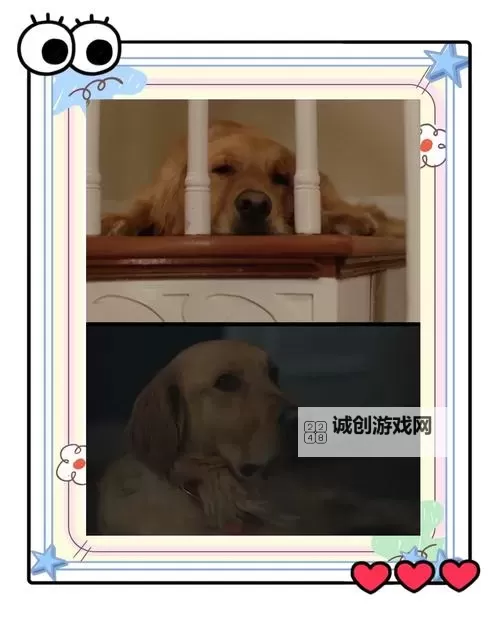 免费获得狗狗差我两小时视频免费，要快来看！图1