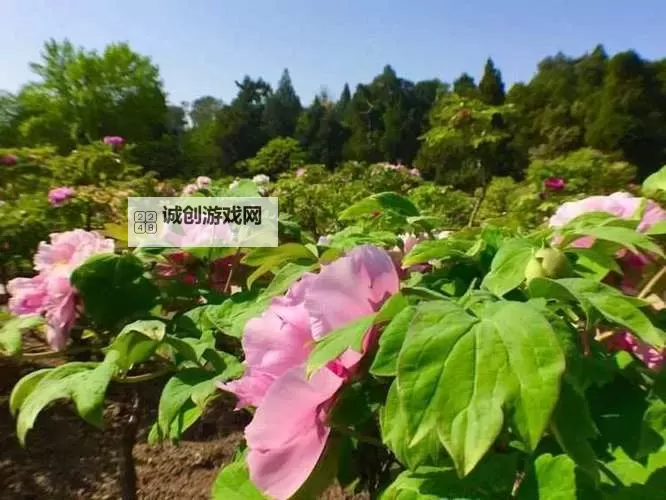 探索国色天香自拍网址：优质自拍资源推荐与分享图1