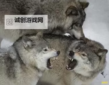 狼群社区视频在线播放完整版：畅享高清无忧的精彩内容图1