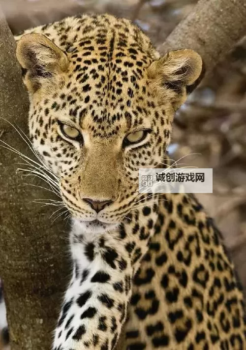 钢铁部落双开挂机软件推荐 怎么双开钢铁部落详细图文教程图1