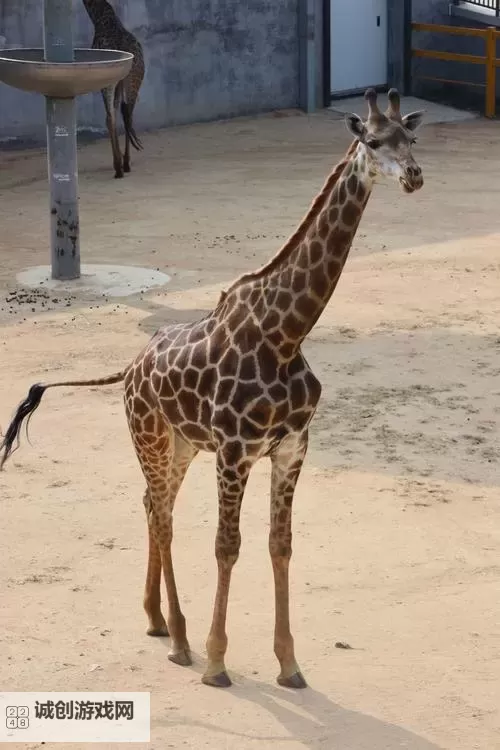 久久狼友五月天：青春的狂欢与热情的记忆图1