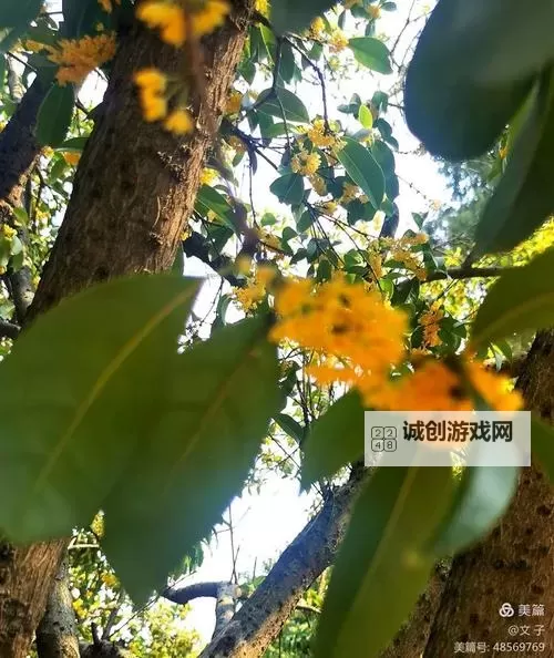 信长之野望14威力加强版 人物特性Vbvan修改器修改方法图1