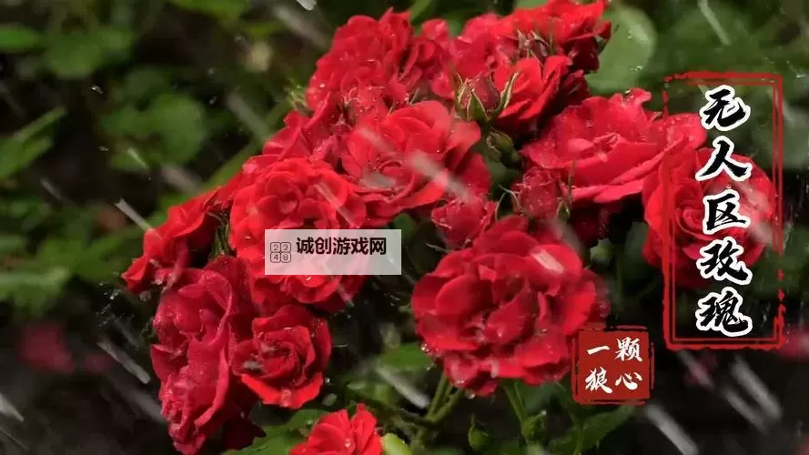 无人区玫瑰的MV：探索亚洲无码一区二区三区中的浪漫与神秘图1