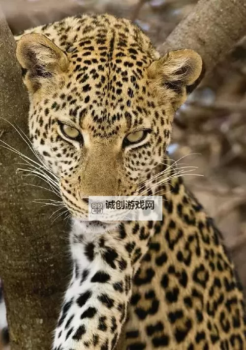 AZRAEL怎么双开  AZRAEL双开挂机软件推荐图2