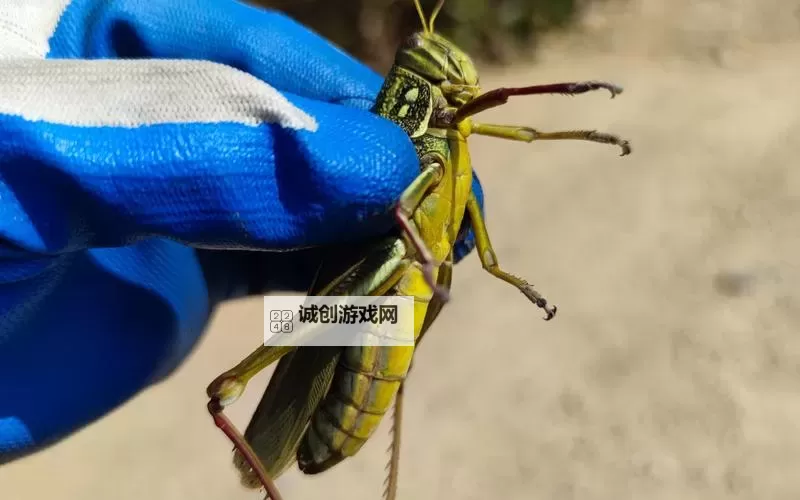 我们是害虫电脑版下载 横向测评：电脑玩我们是害虫模拟器推荐图1