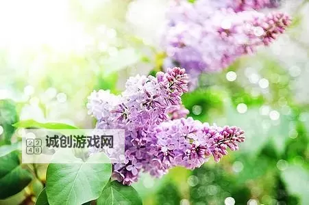 探索精彩纷呈的色色五月丁香：带你领略多彩世界的魅力图1