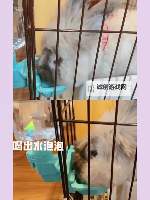 我的兔子好软好多水：萌趣日记分享图1