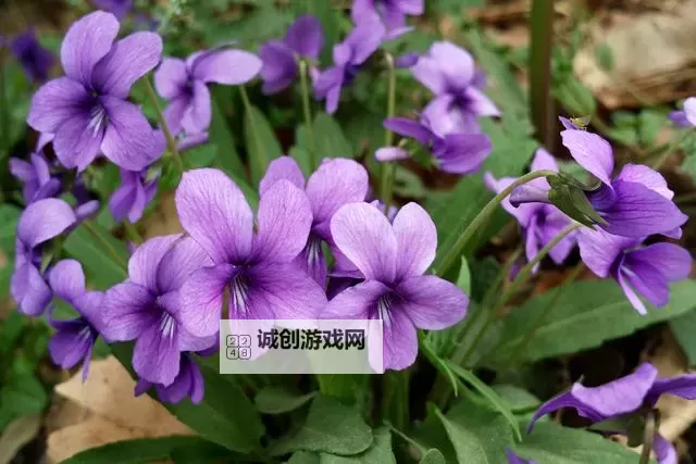 紫色大头昂扬挺拔：展现生命的坚韧与精彩图1