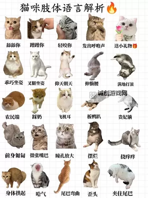 猫咪成人官网：探索宠物成长与护理的全新体验图1