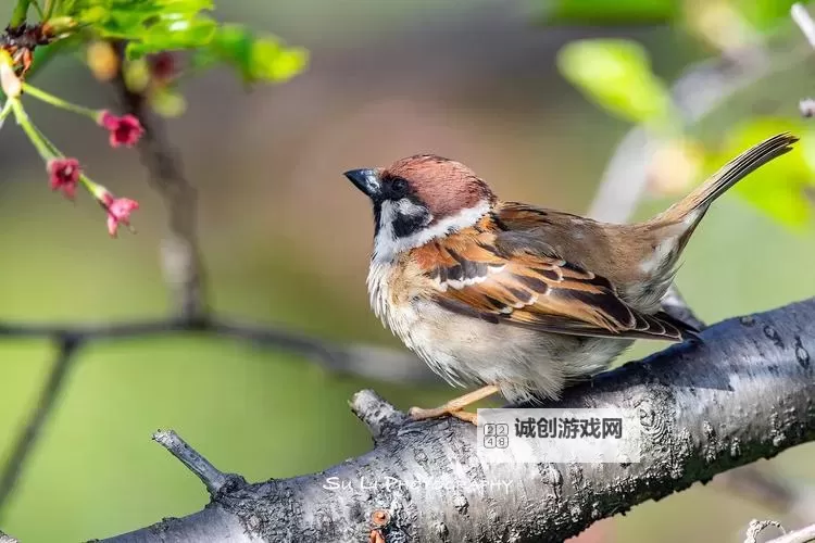 怎么双开原始人也疯狂？ 原始人也疯狂双开挂机图文全攻略图2