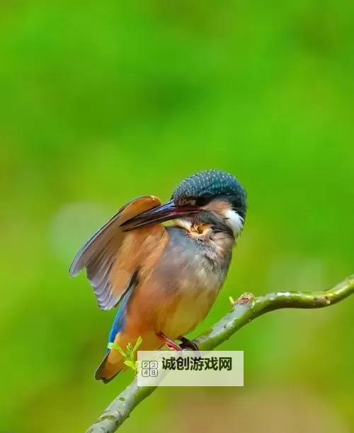 怎么双开原始人也疯狂？ 原始人也疯狂双开挂机图文全攻略图1