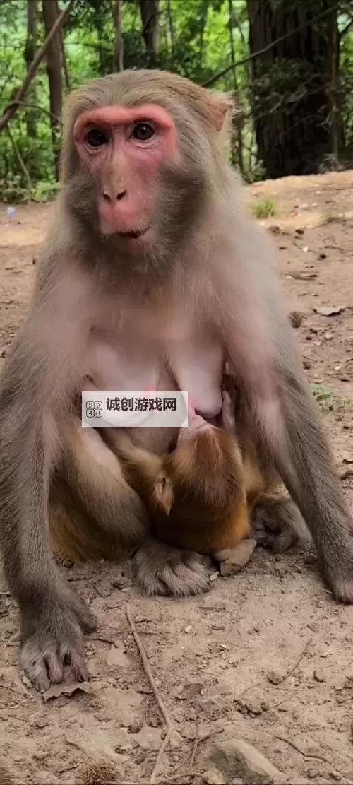 男生和女生在房间里一起生猴子正常吗——关于这一奇特行为的探讨图1