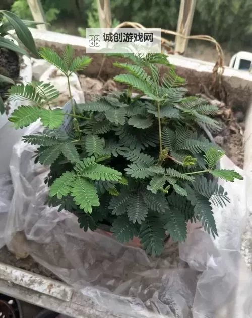 探索含蓄草实验室高清视频：创新与自然的完美融合图1