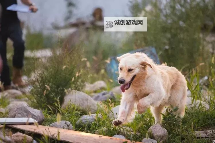 探索与畜禽狗CROPROATION：推动畜牧业数字化转型的新动力图1