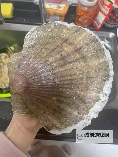 在把腿张大点我就可以吃到扇贝了:一段令人忍俊不禁的趣味对话图1