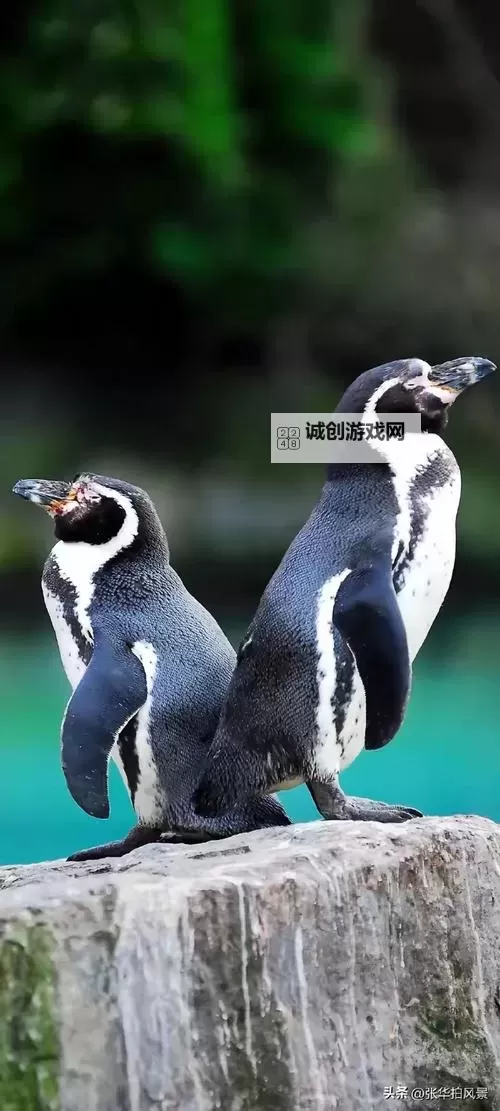 逆天战神怎么双开 逆天战神双开挂机软件推荐图2