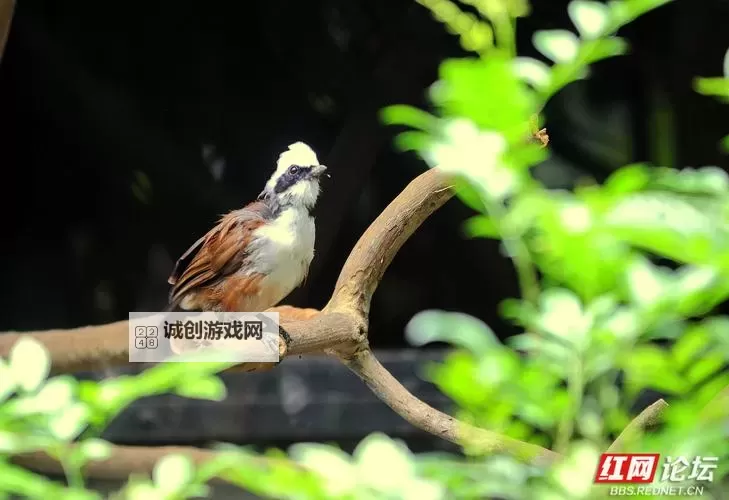 《星球大战绝地陨落的武士团》最高难度第一关隐藏BOSS无伤打法教学图1