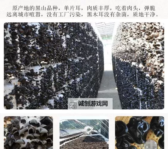 探索中国黑木耳网:优质黑木耳的采购与行业发展图1