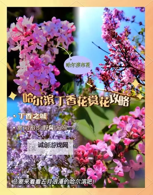 丁香久久五月：缱绻春光中的芳香时光图1