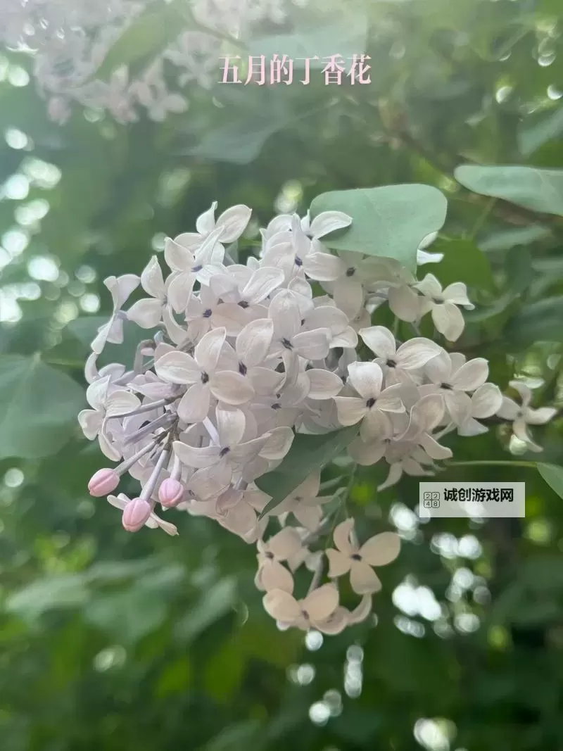 激情盛放：细数五月丁香综合色的迷人魅力图1