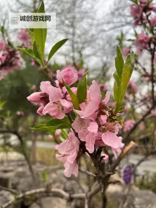 天天综合久久春色，感受春日的无限温暖与美好图1