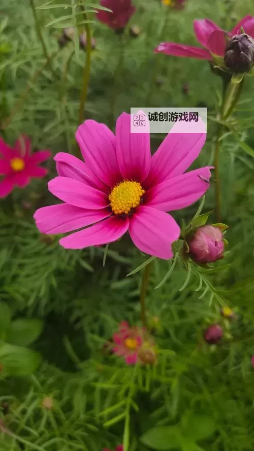 《崩坏星穹铁道》2.1下半砂金及专武养成材料统计图1